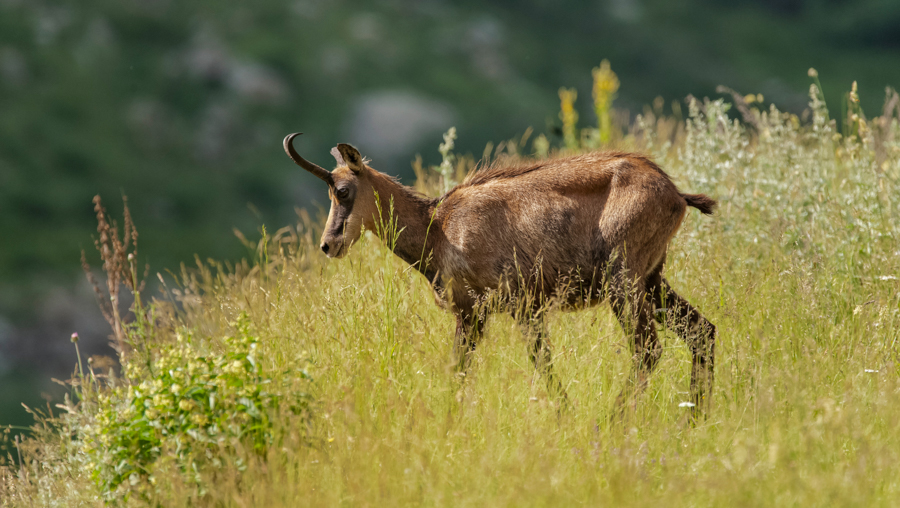 Chamois5
