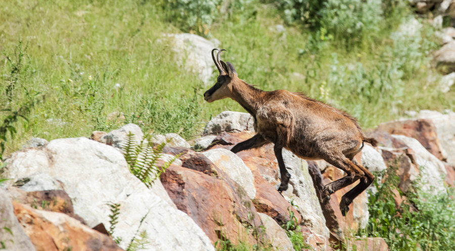 Chamois8