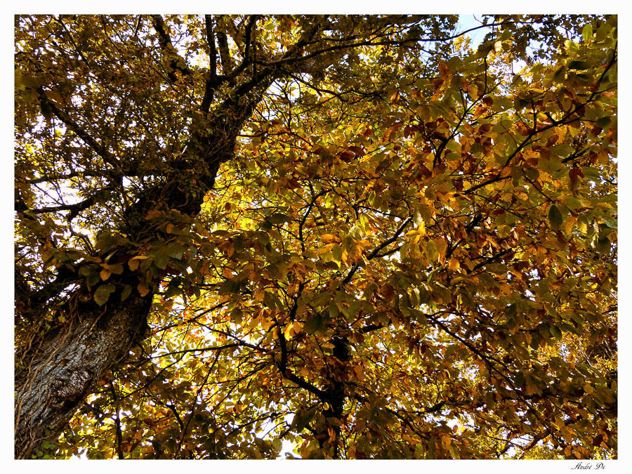 Chataigners Limousins