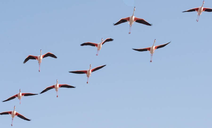 Flamants rose3