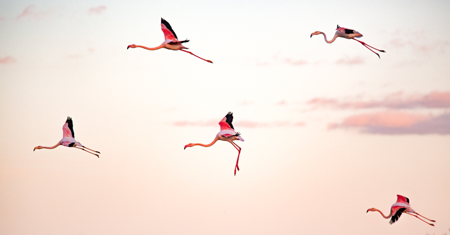 Flamants roses 3