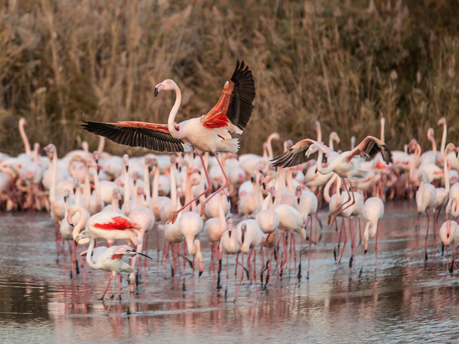 Flamants roses 4