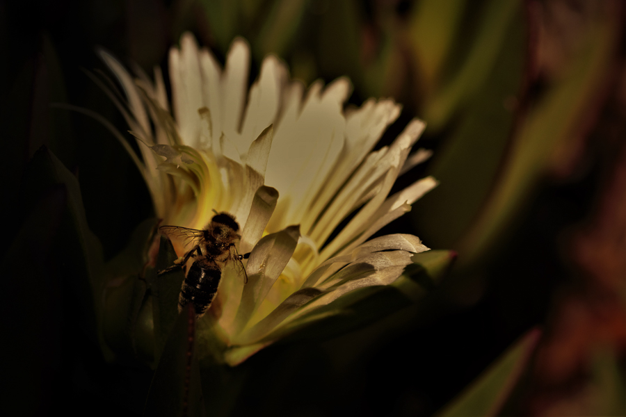 Fleurs sous covid19-1
