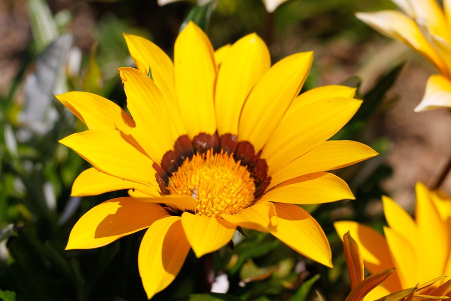 Fleurs sous covid19-6859