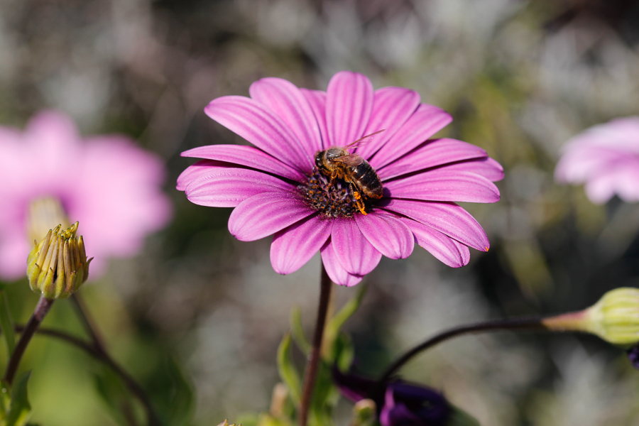 Fleurs sous covid19-6875