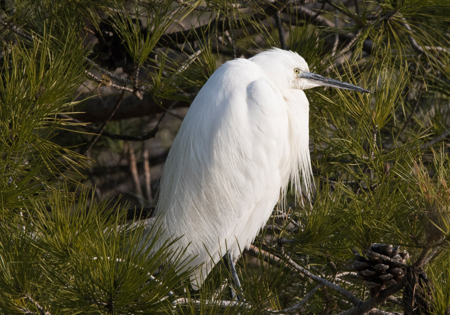 aigrette