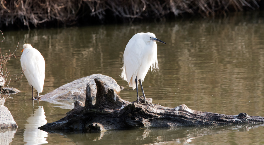 aigrette