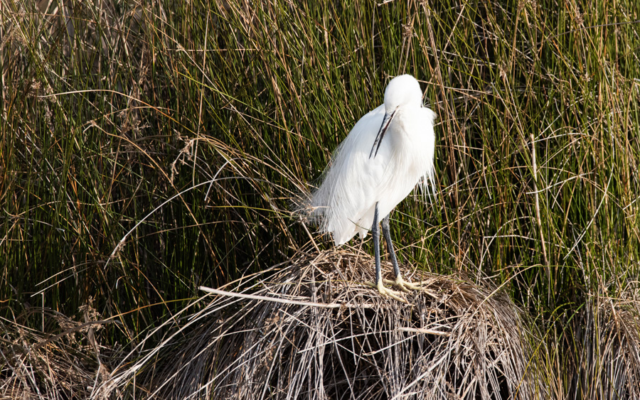 Aigrette