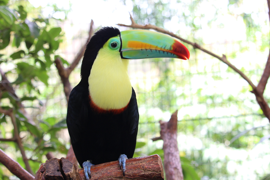 toucan