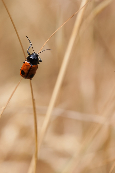 cryptocephalus bipunctatus 2