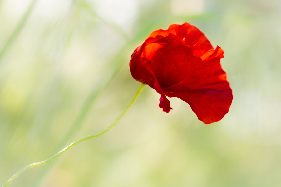 drapé de coquelicot