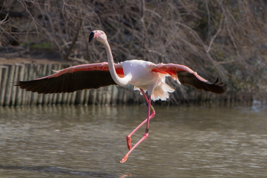 flamant rose