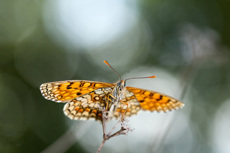la melitee des centaurees