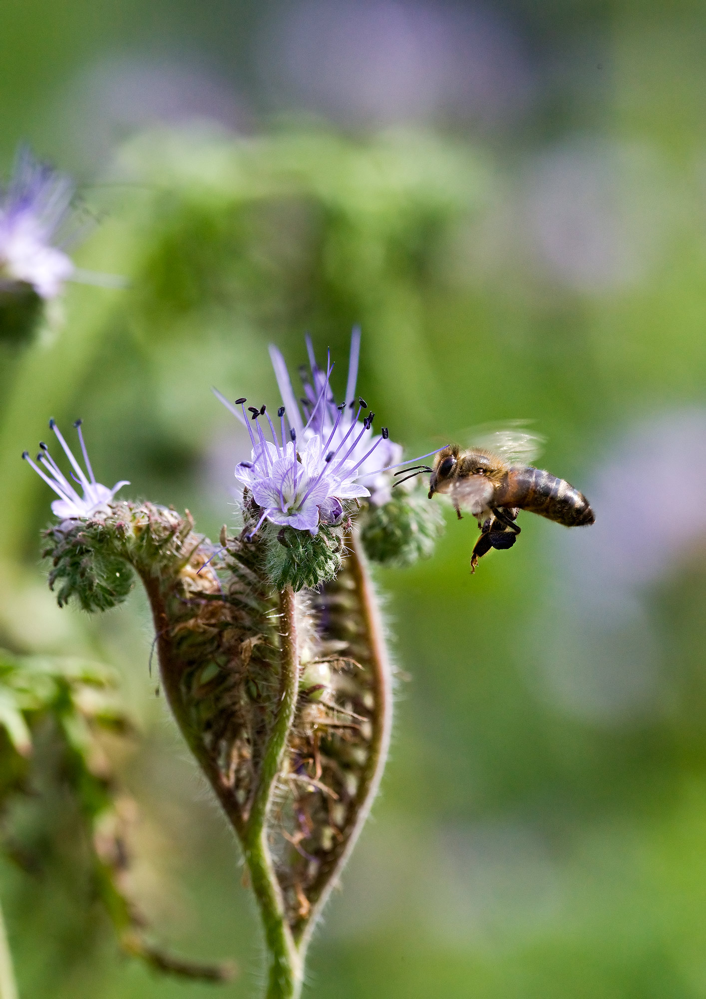 phacelia