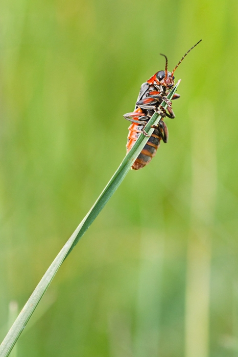 telephore moine  cantharis rustica  3