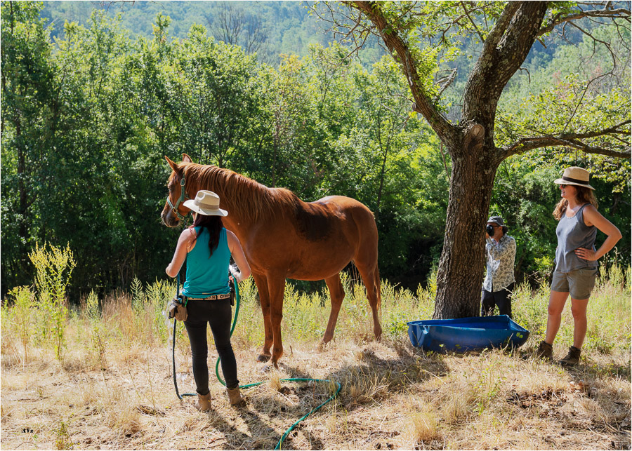 transhumance  AVZ-10