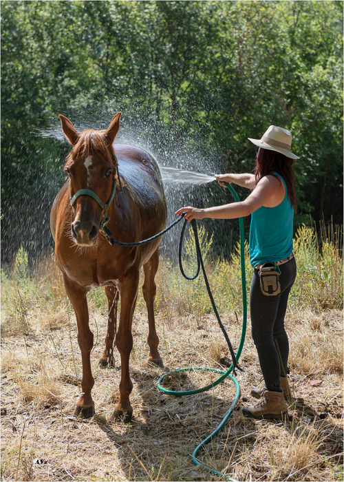 transhumance  AVZ-11