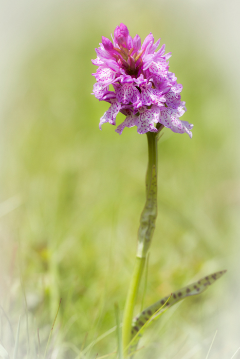 orchidée