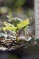 germination chêne pubescent