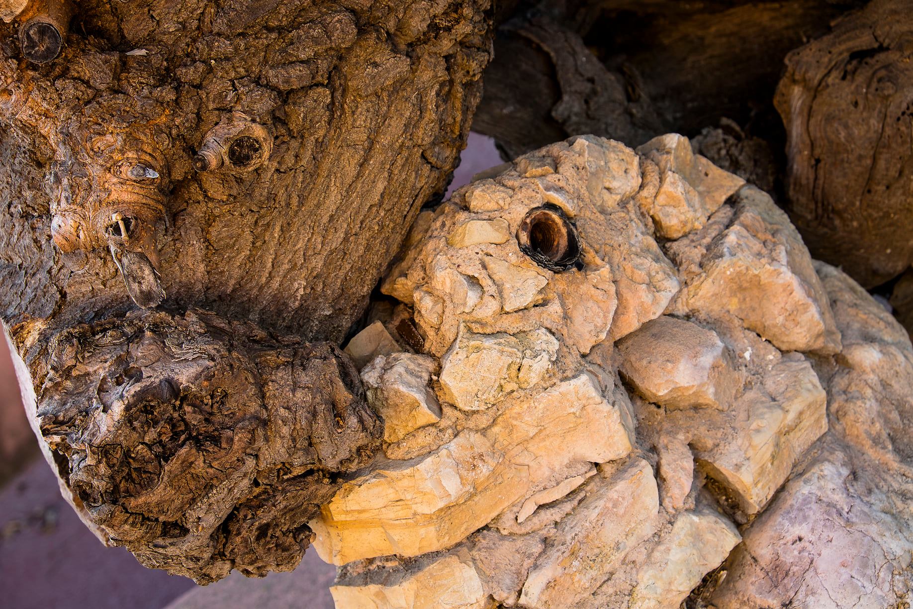 Geneviève - amours d'un murier et d'un muret