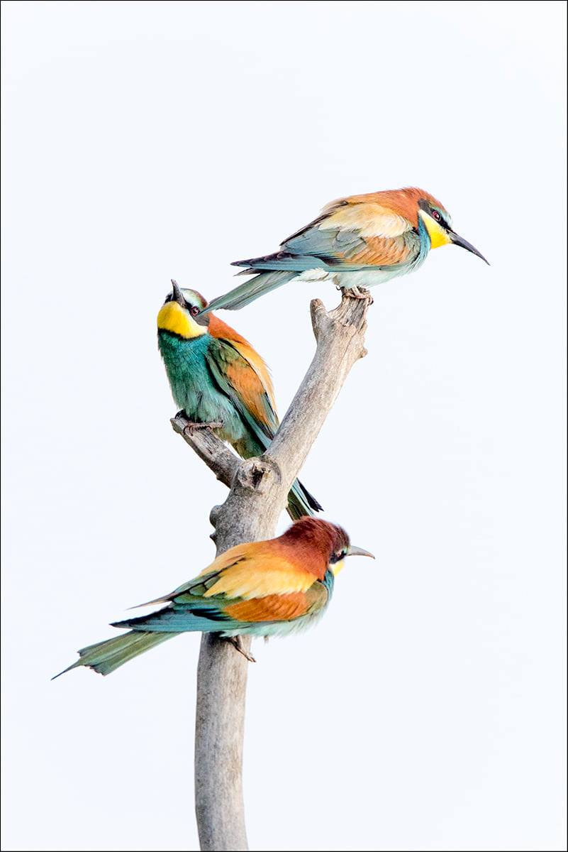 Patrick F guêpiers