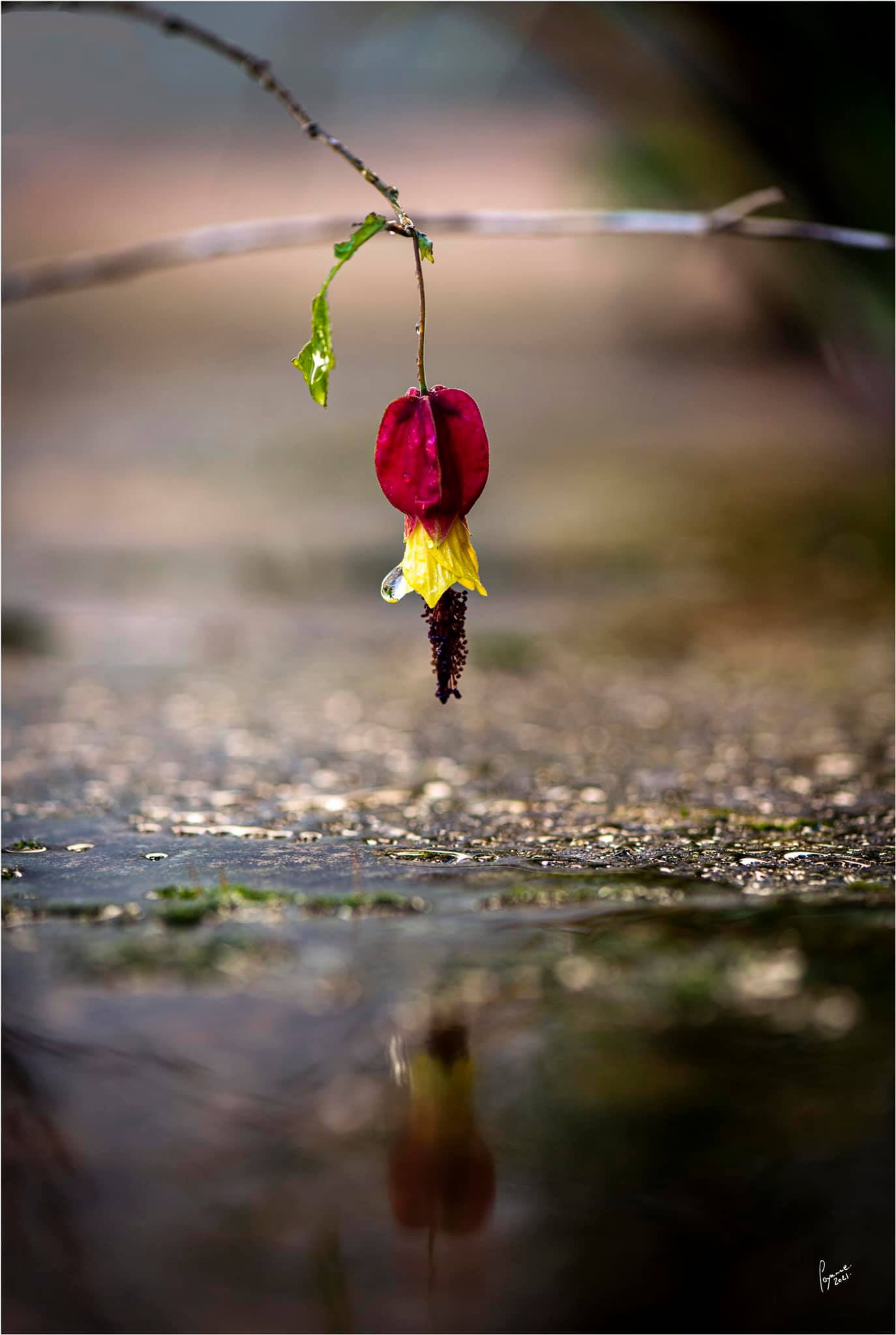 Patrick V. lanterne chinoise