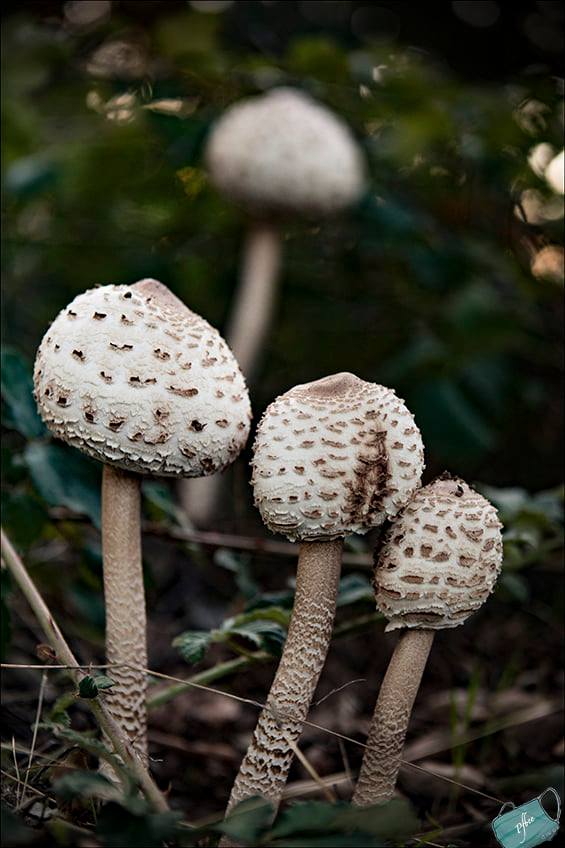 coulemelles Patrick F.