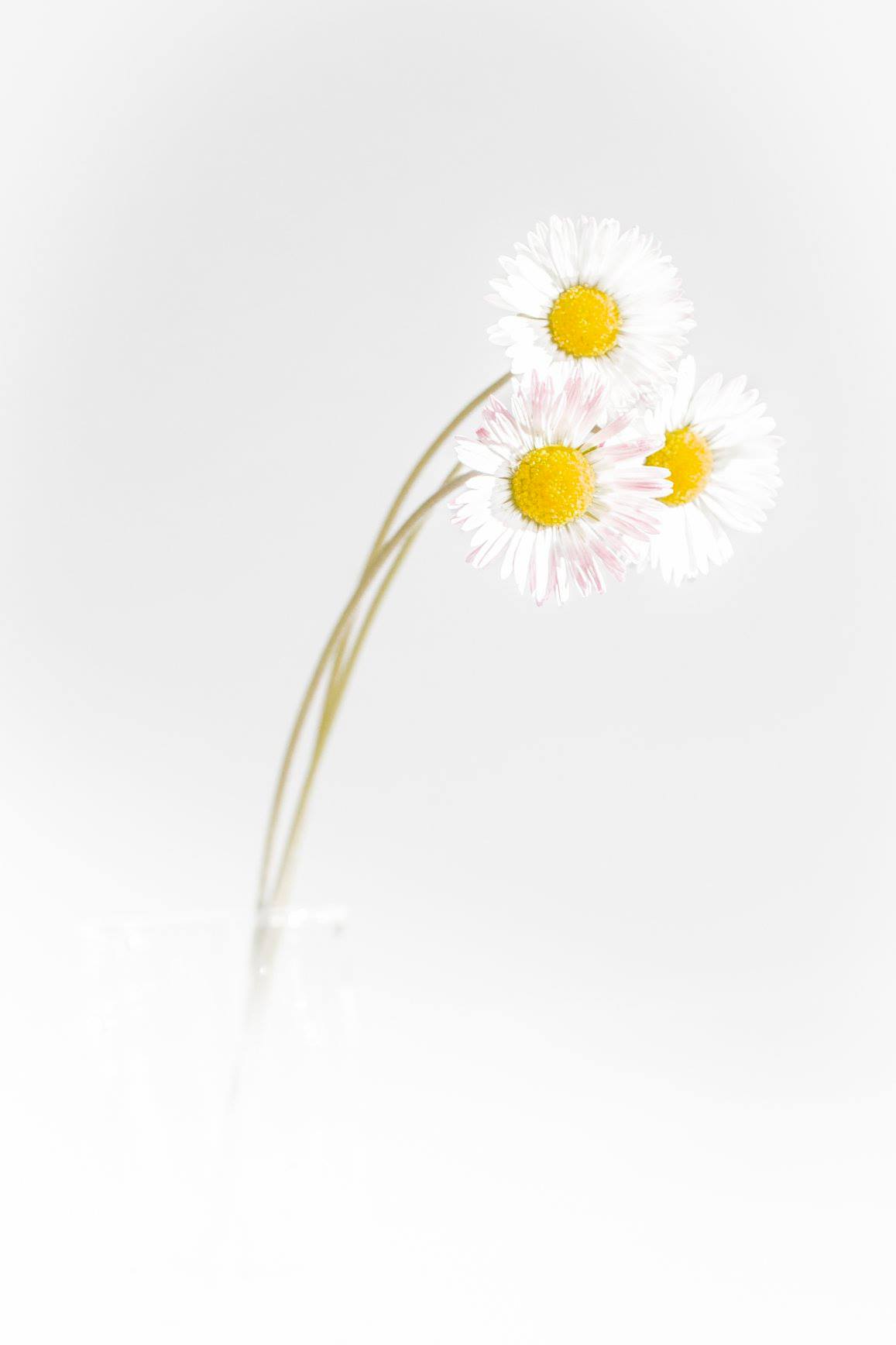 paquerettes Brigitte